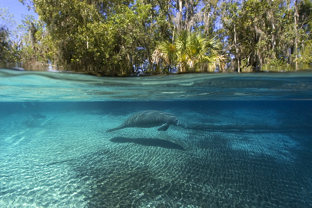 Florida manatee (Trichechus manatus latirostrus), Crystal River, Florida, United States of America, North America