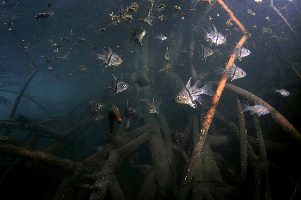 Orbicular cardinalfiish (Sphaeramia orbicularis) swimming among mangrove roots (Rhizopora sp.), Pohnpei, Federated States of Micronesia, Caroline Islands, Micronesia, Pacific Ocean, Pacific