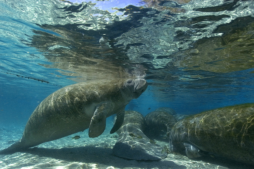 Florida manatee (Trichechus manatus latirostrus) surfaces to breathe, Crystal River, Florida, United States of America, North America