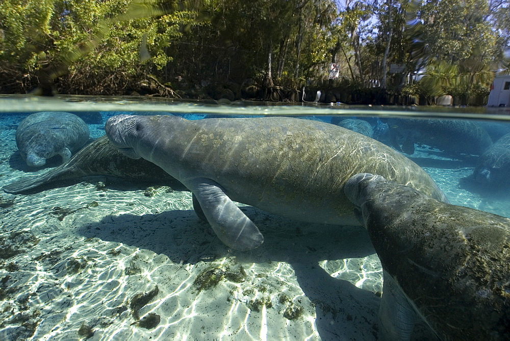 Florida manatee (Trichechus manatus latirostrus) surfaces to breathe, Crystal River, Florida, United States of America, North America