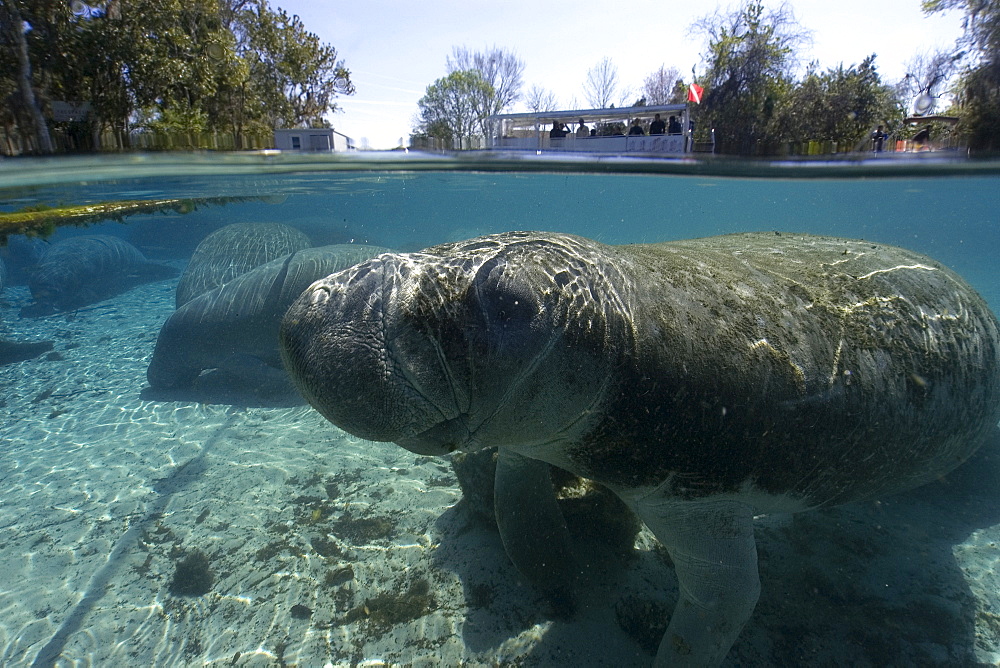 Florida manatee (Trichechus manatus latirostrus), Crystal River, Florida, United States of America, North America