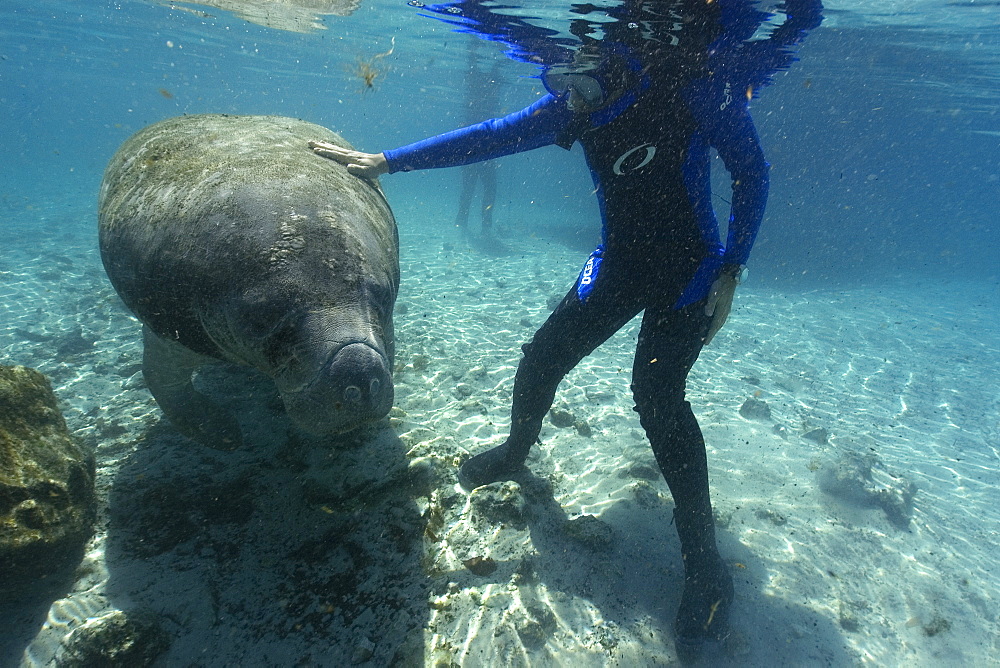 Free diver strokes Florida manatee (Trichechus manatus latirostrus), Crystal River, Florida, United States of America, North America