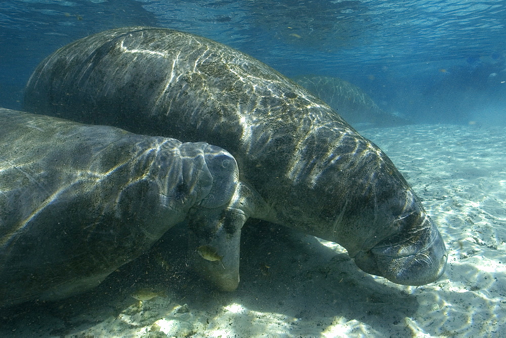 Florida manatees (Trichechus manatus latirostrus) calf suckling from mother, Crystal River, Florida, United States of America, North America