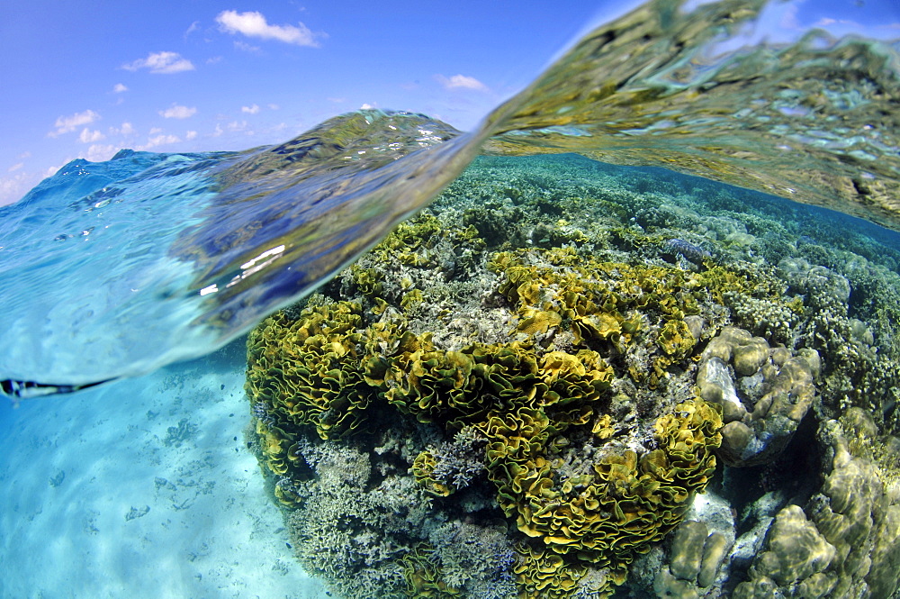 Pristine coral reef, mainly lettuce (scroll) coral (Turbinaria reniformis) and water surface, Pohnpei, Federated States of Micronesia, Caroline Islands, Micronesia, Pacific Ocean, Pacific