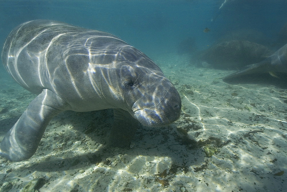 Florida manatee (Trichechus manatus latirostrus), Crystal River, Florida, United States of America, North America