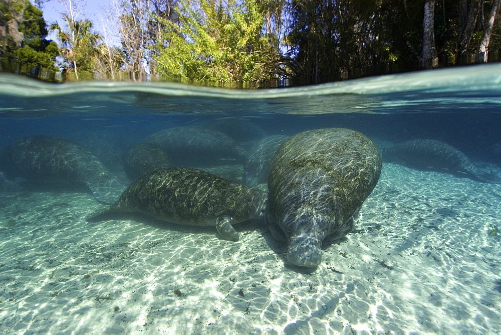 Florida manatees (Trichechus manatus latirostrus) mother nursing calf, Crystal River, Florida, United States of America, North America