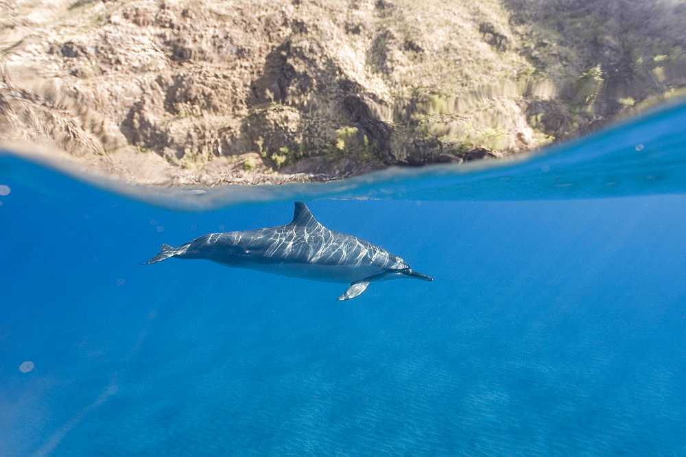 Split level shot showing spinner dolphins (Stenella longirostris) and the rocky cliffs around the coast of Big Island, Hawaii, United States of America, Pacific