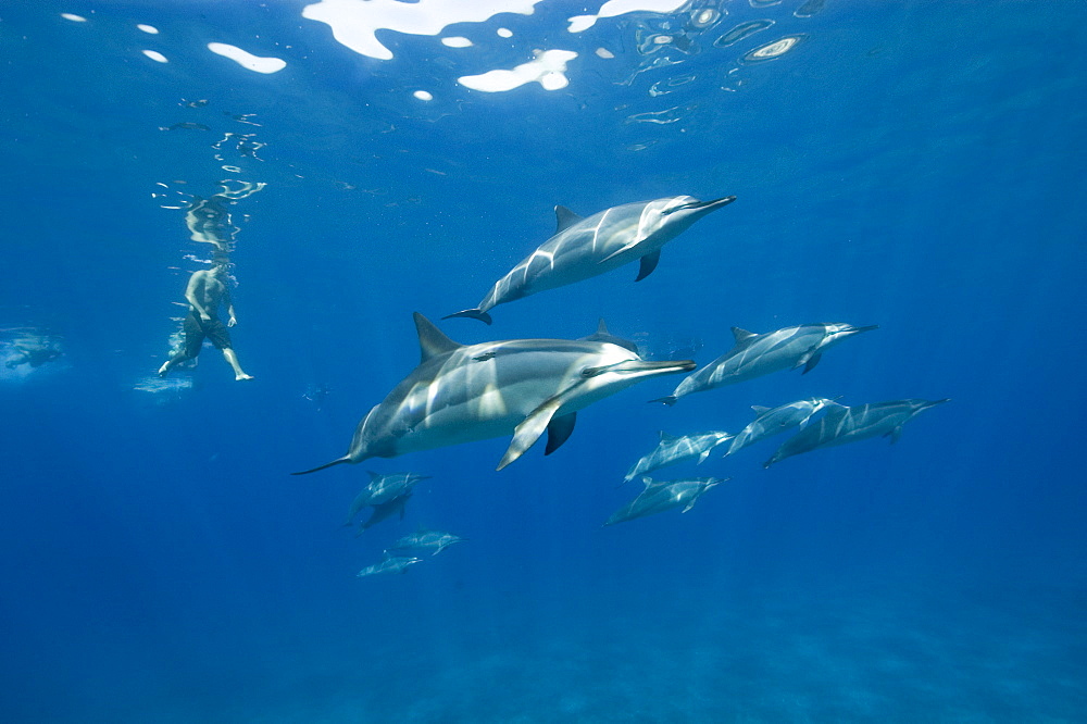 Social group of spinner dolphins (Stenella longirostris) with free diver, Big Island, Hawaii, United States of America, Pacific