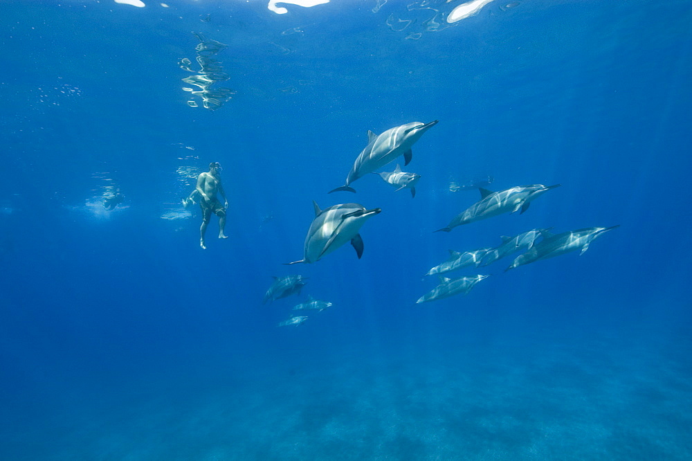 Social group of spinner dolphins (Stenella longirostris) with free diver, Big Island, Hawaii, United States of America, Pacific