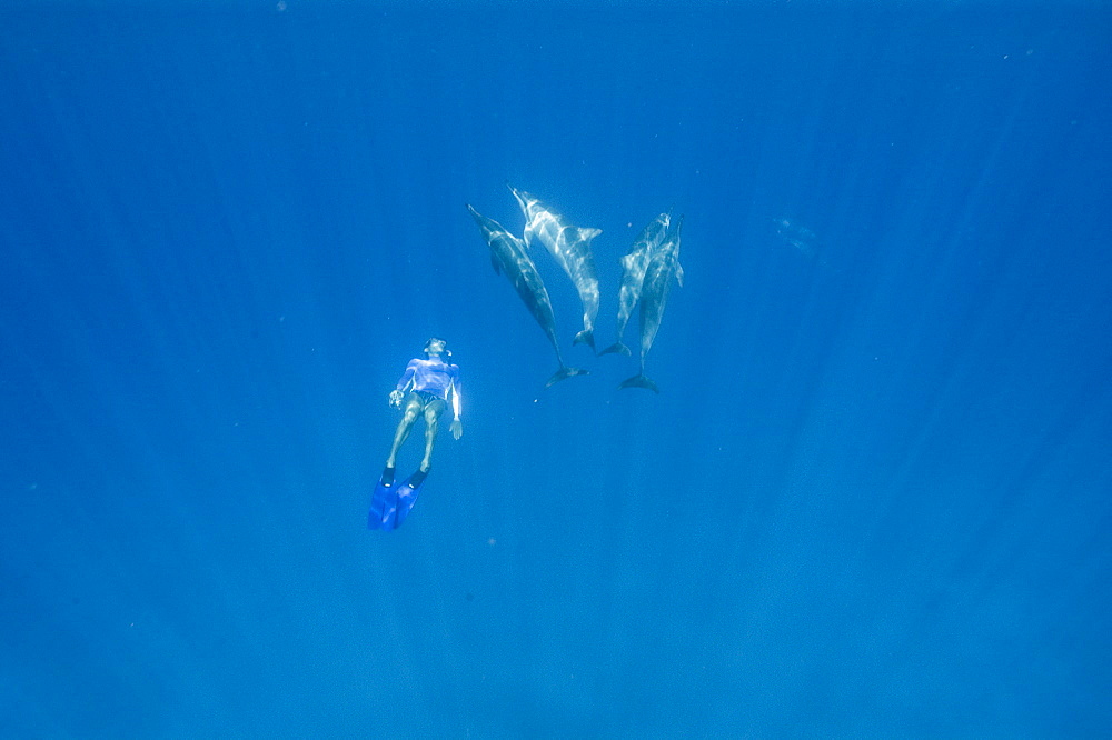 Spinner dolphins (Stenella longirostris) with free diver, Big Island, Hawaii, United States of America, Pacific