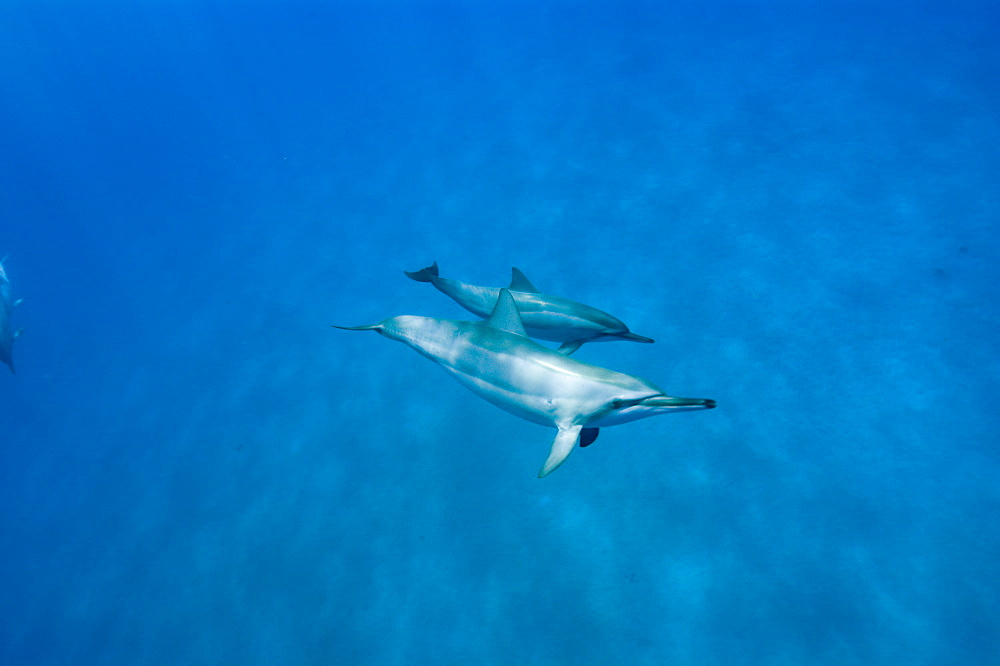 Spinner dolphins (Stenella longirostris), Big Island, Hawaii, United States of America, Pacific