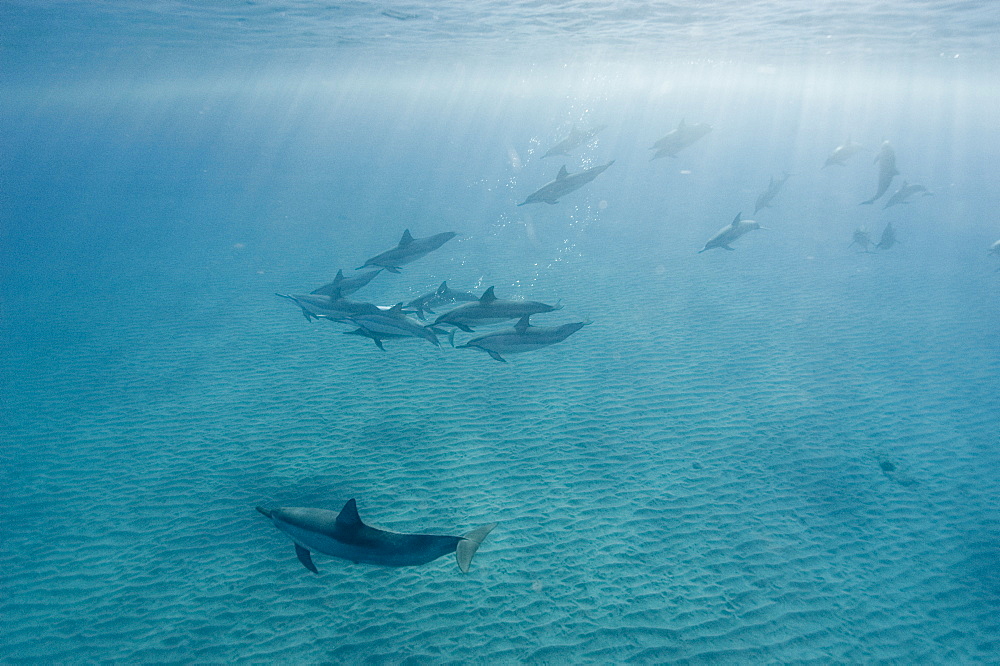 Spinner dolphins (Stenella longirostris), Big Island, Hawaii, United States of America, Pacific