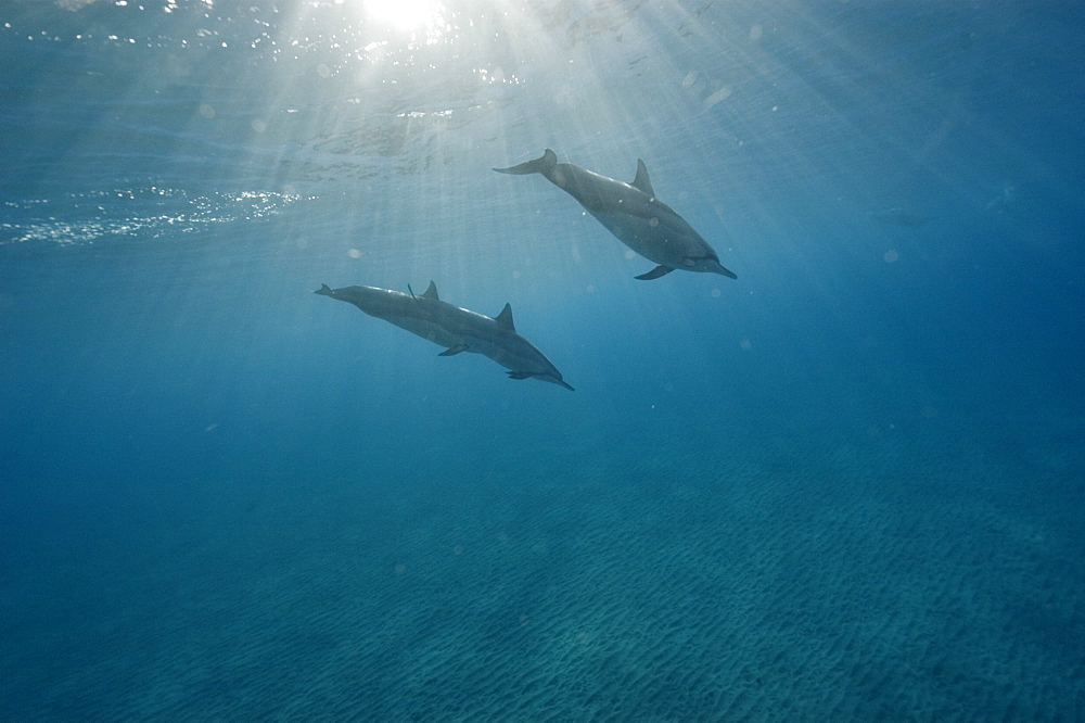 Spinner dolphins (Stenella longirostris), Big Island, Hawaii, United States of America, Pacific