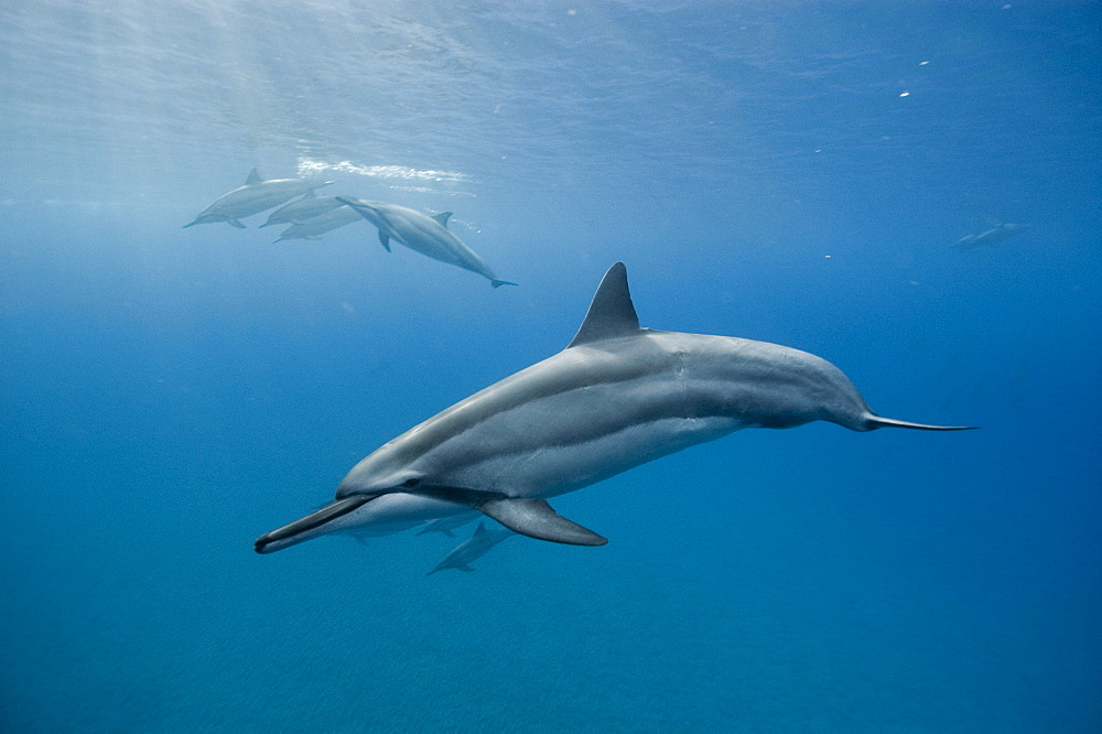 Spinner dolphins (Stenella longirostris), Big Island, Hawaii, United States of America, Pacific