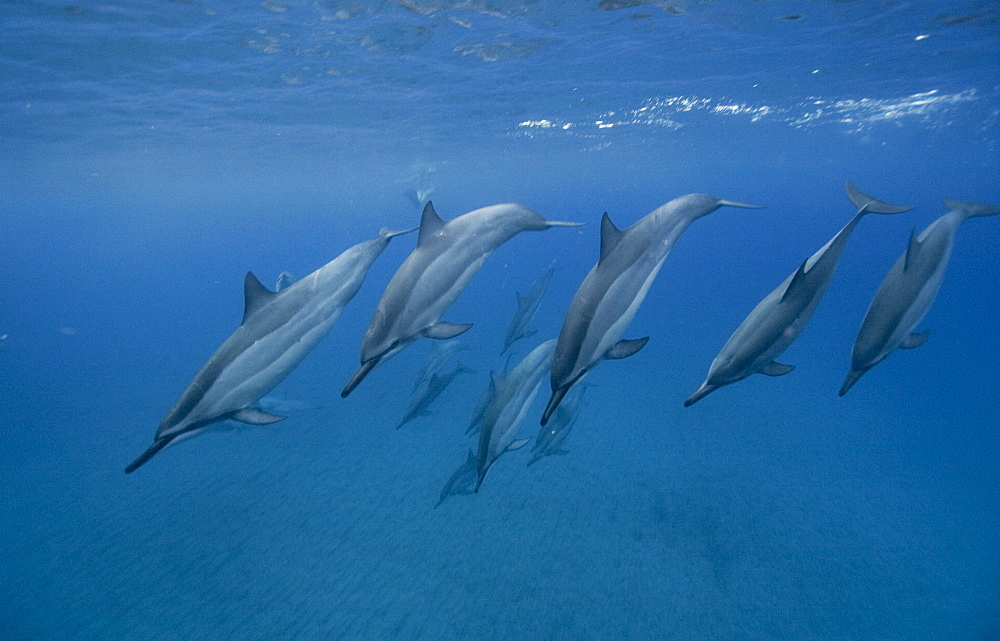 Social group of spinner dolphins (Stenella longirostris), Big Island, Hawaii, United States of America, Pacific