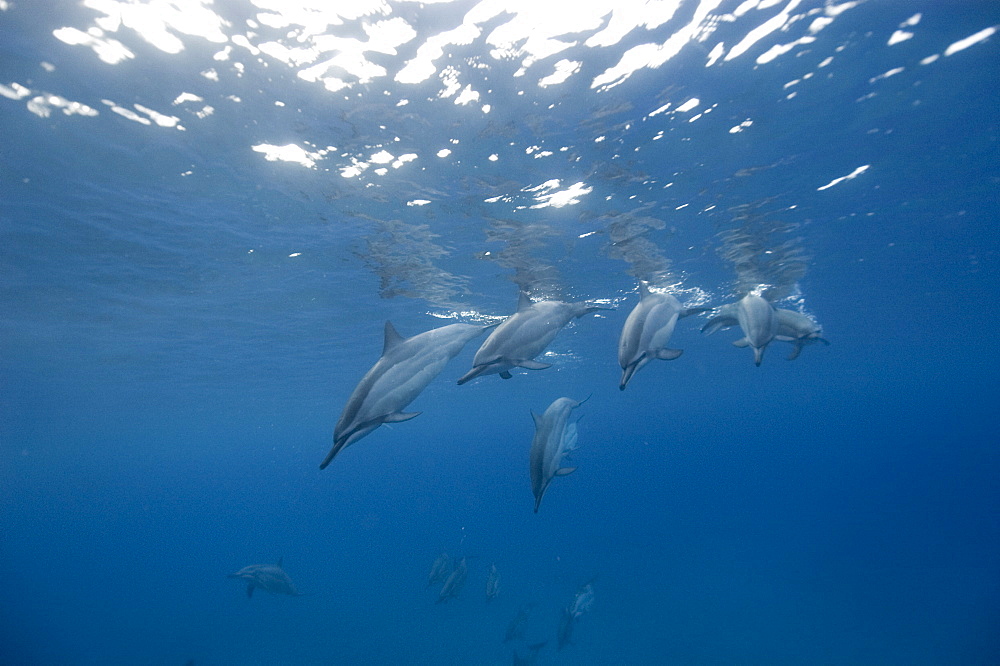 Spinner dolphins (Stenella longirostris), Big Island, Hawaii, United States of America, Pacific