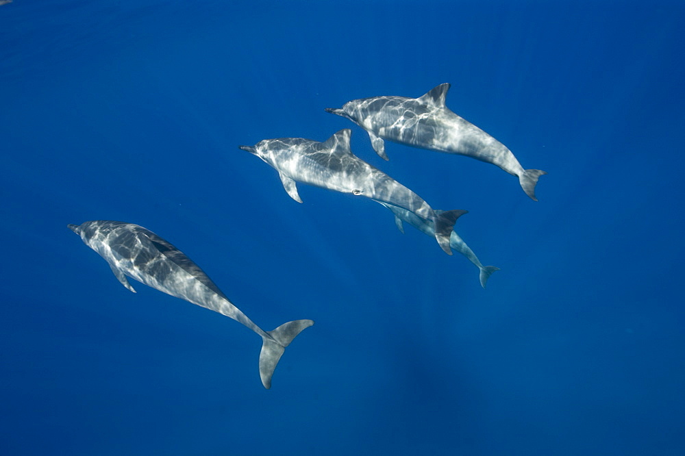 Spinner dolphins (Stenella longirostris), Big Island, Hawaii, United States of America, Pacific