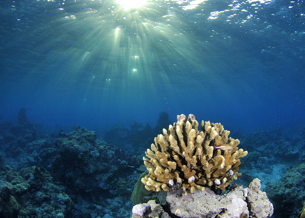 Coral reef (Pocilopora sp.) and sun rays, Black Coral Island, Kitti Province, Pohnpei, Federated States of Micronesia, Caroline Islands, Micronesia, Pacific Ocean, Pacific