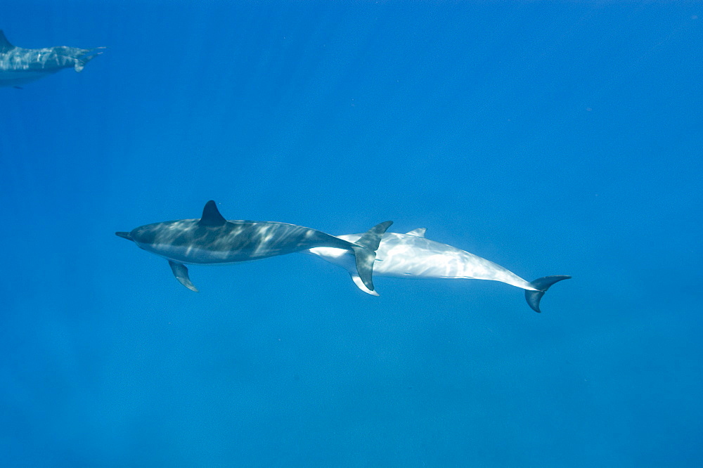 Spinner dolphins (Stenella longirostris), Big Island, Hawaii, United States of America, Pacific