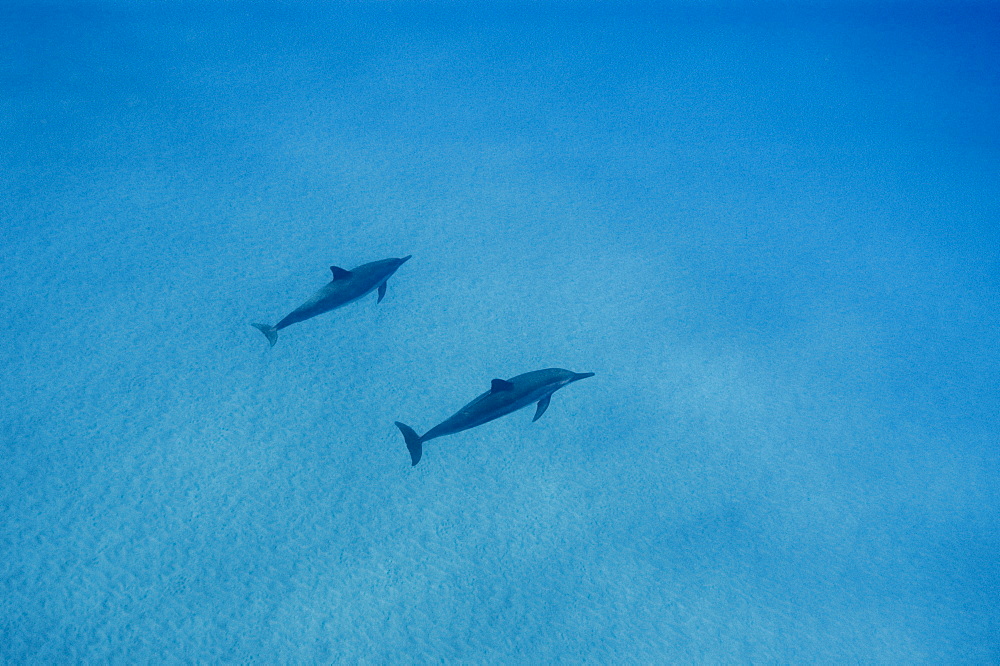 Spinner dolphins (Stenella longirostris), Big Island, Hawaii, United States of America, Pacific