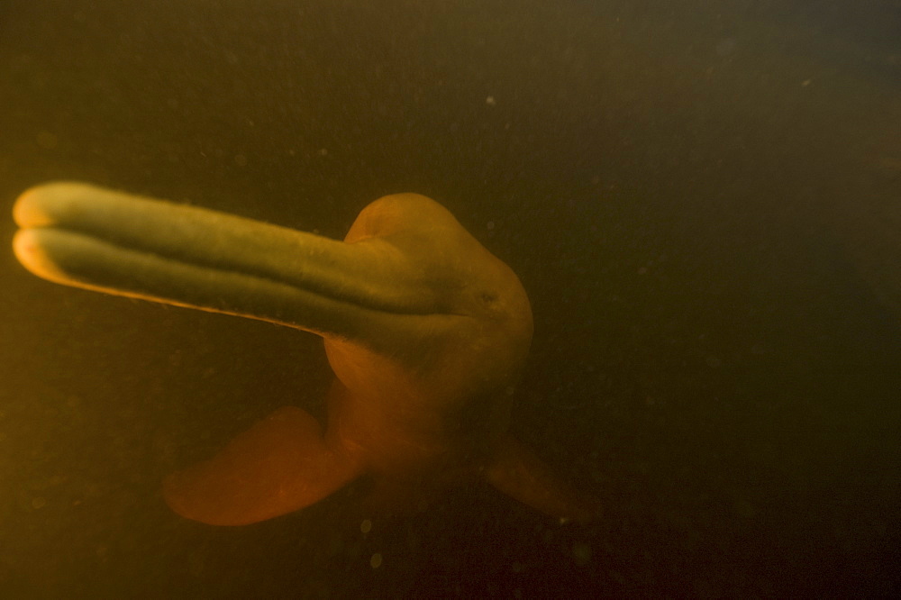 Pink river dolphin (boto) (Inia geoffrensis). Negro River, Amazonas, Brazil, South America