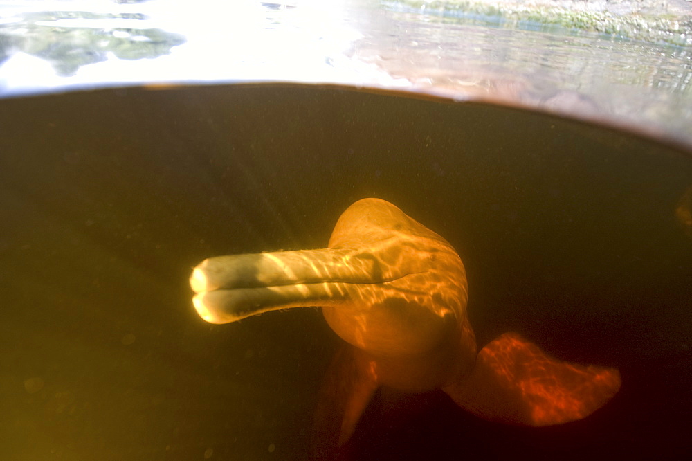 Pink river dolphin (boto) (Inia geoffrensis). Negro River, Amazonas, Brazil, South America