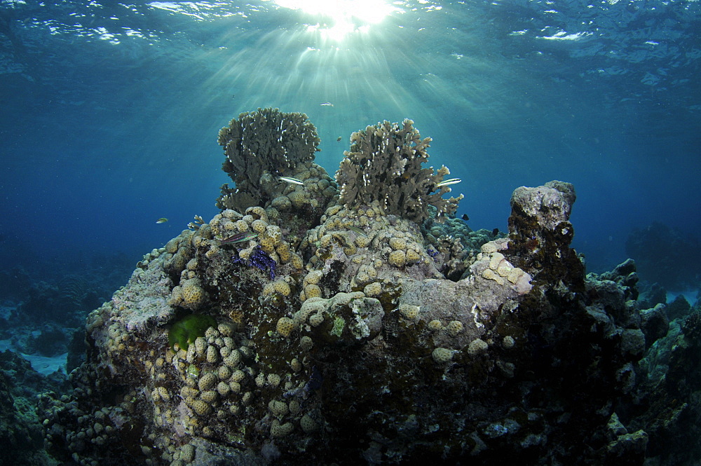 Coral reef and sun rays, Black Coral Island, Kitti Province, Pohnpei, Federated States of Micronesia, Caroline Islands, Micronesia, Pacific Ocean, Pacific