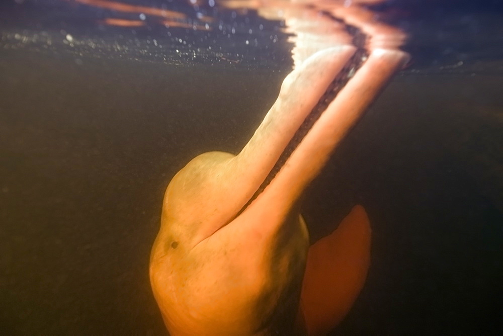 Pink river dolphin (boto) (Inia geoffrensis). Negro River, Amazonas, Brazil, South America