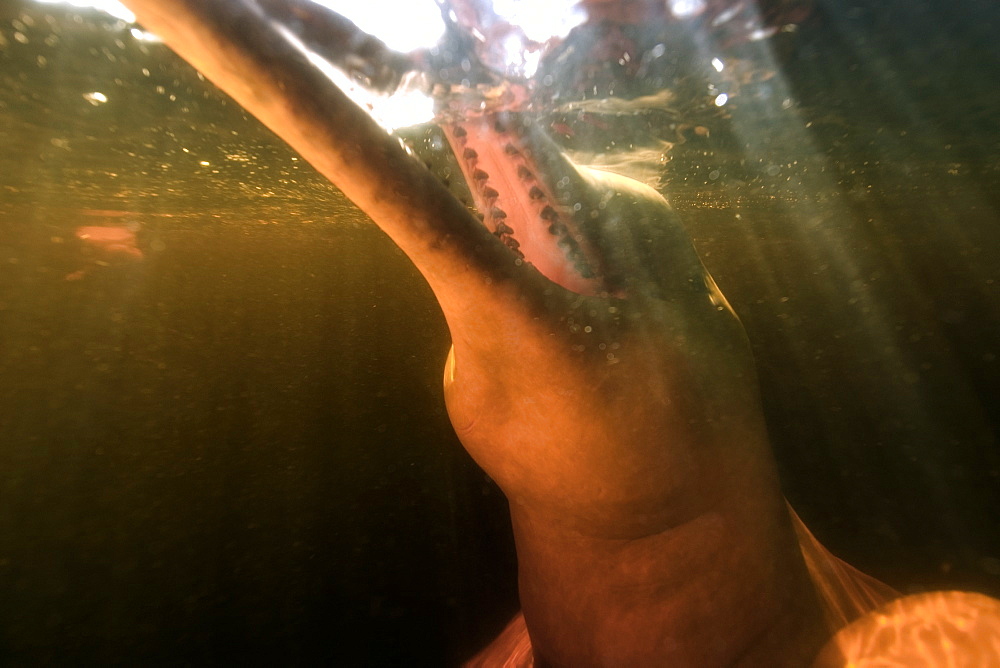 Pink river dolphin (boto) (Inia geoffrensis). Negro River, Amazonas, Brazil, South America