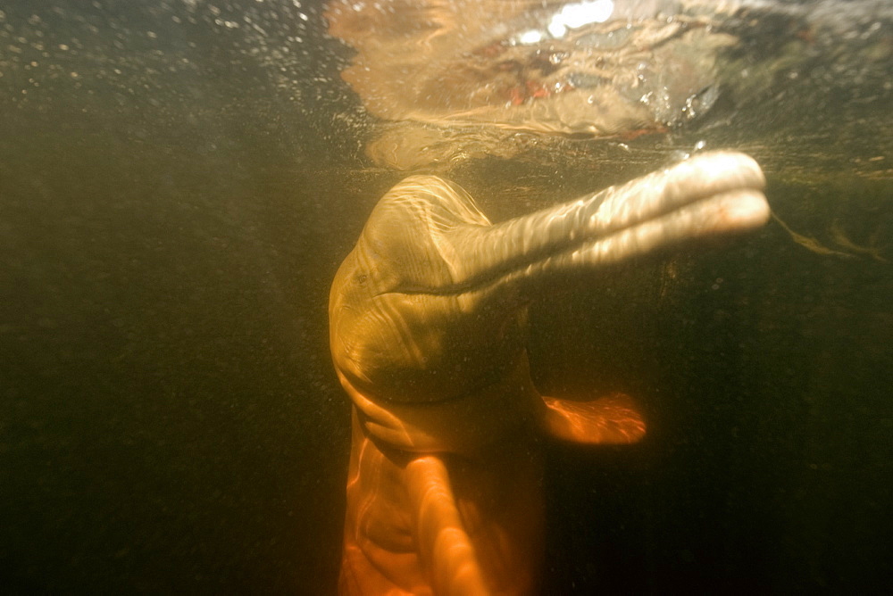 Pink river dolphin (boto) (Inia geoffrensis). Negro River, Amazonas, Brazil, South America