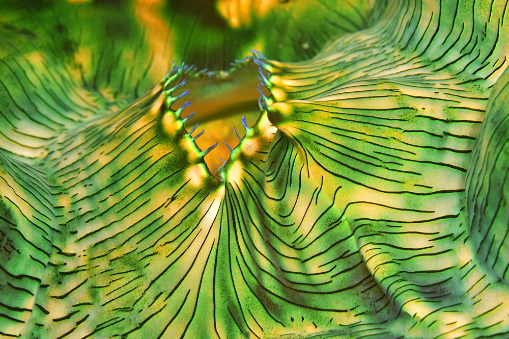 Giant clam (Tridacna sp.), Pohnpei, Federated States of Micronesia, Caroline Islands, Micronesia, Pacific Ocean, Pacific