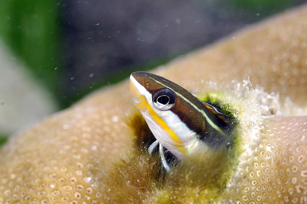 Piano fangblenny (Plagiotremus tapeinosoma), Pohnpei, Federated States of Micronesia, Caroline Islands, Micronesia, Pacific Ocean, Pacific