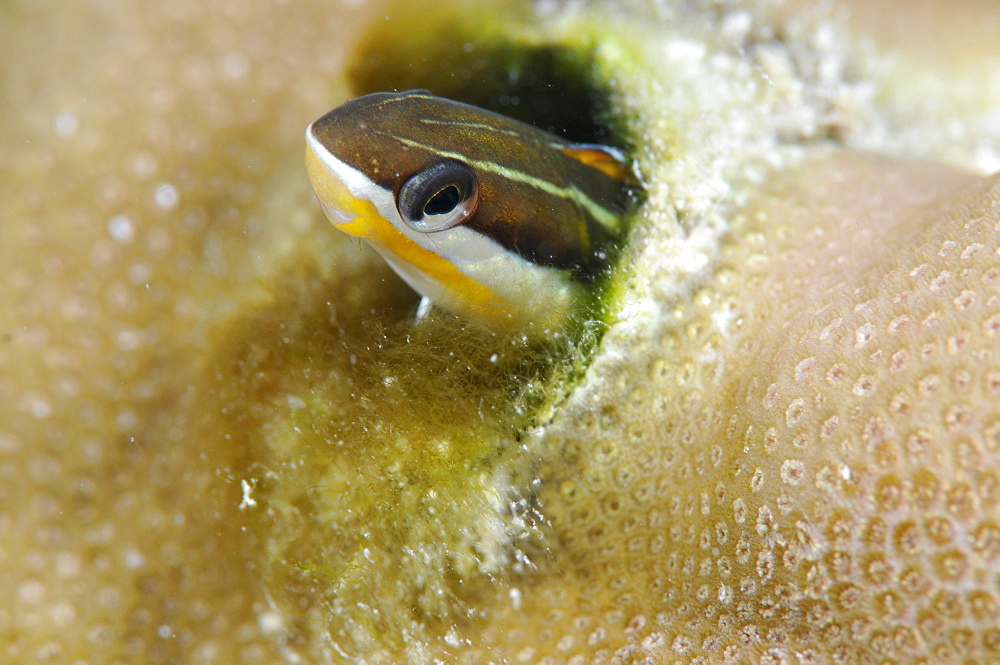 Piano fangblenny (Plagiotremus tapeinosoma), Pohnpei, Federated States of Micronesia, Caroline Islands, Micronesia, Pacific Ocean, Pacific