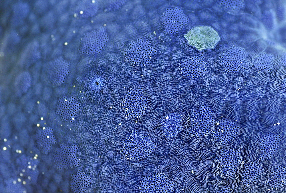 Blue sea star (Linckia laevigata) skin detail, Pohnpei, Federated States of Micronesia, Caroline Islands, Micronesia, Pacific Ocean, Pacific