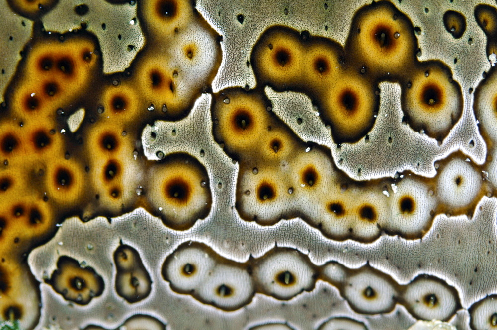 Sea cucumber (Bohadschia argus) skin detail, Pohnpei, Federated States of Micronesia, Caroline Islands, Micronesia, Pacific Ocean, Pacific