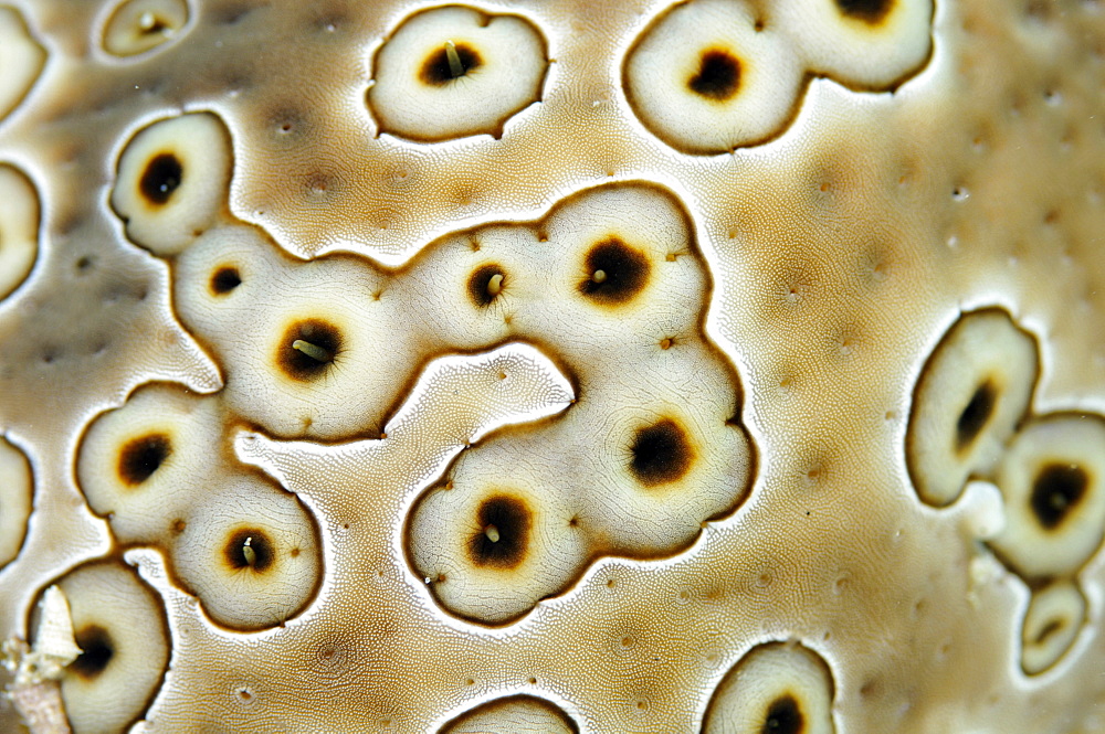 Sea cucumber (Bohadschia argus) skin detail, Pohnpei, Federated States of Micronesia, Caroline Islands, Micronesia, Pacific Ocean, Pacific