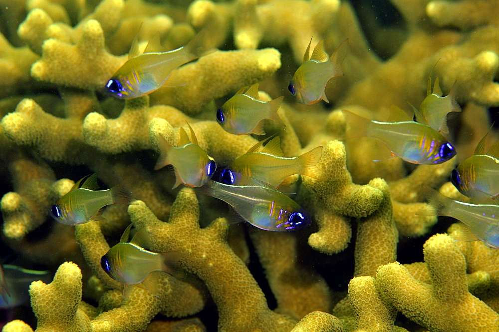 Threadfin cardinalfish (Apogon leptacanthus) swim among coral branches, Pohnpei, Federated States of Micronesia, Caroline Islands, Micronesia, Pacific Ocean, Pacific