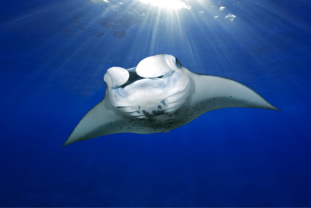 Digital composite, Manta ray (Manta birostris) swimming with sun rays, Kailua-Kona, Big Island, Hawaii, United States of America, North America