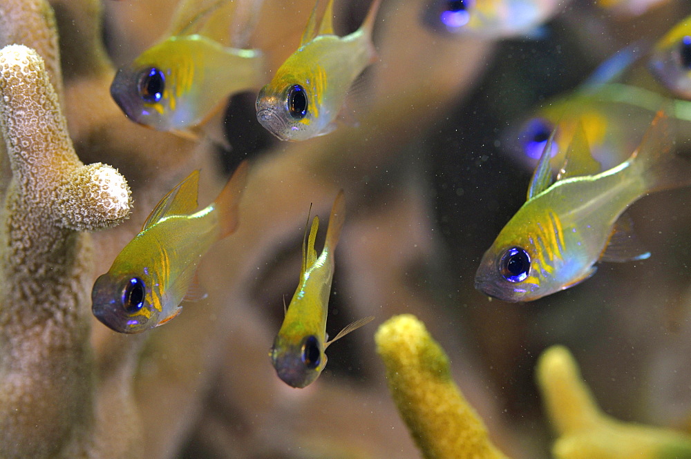 Threadfin cardinalfish (Apogon leptacanthus) swim among coral branches, Pohnpei, Federated States of Micronesia, Caroline Islands, Micronesia, Pacific Ocean, Pacific