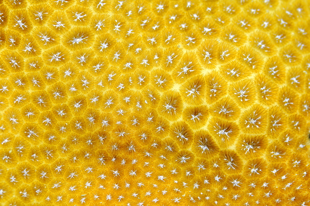 Hard coral (Goniastrea sp.) detail, Pohnpei, Federated States of Micronesia, Caroline Islands, Micronesia, Pacific Ocean, Pacific