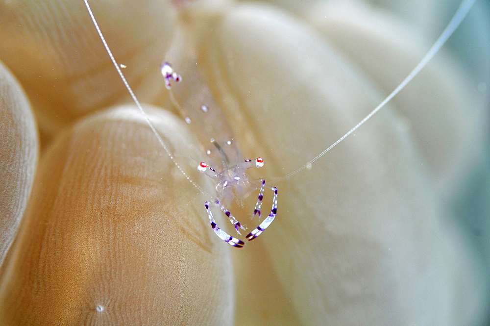 Commensal shrimp (Periclimenes tosaensis) on bubble coral, Pohnpei, Federated States of Micronesia, Caroline Islands, Micronesia, Pacific Ocean, Pacific