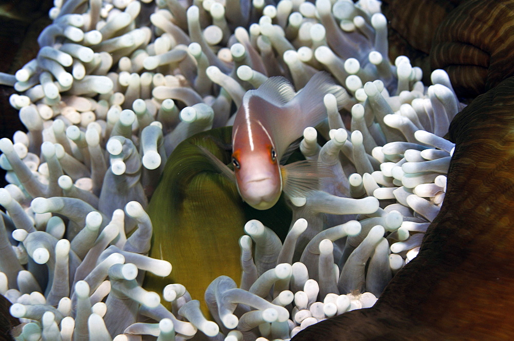 Pink anemonefish (Amphiprion periderion) in host anemone, Pohnpei, Federated States of Micronesia, Caroline Islands, Micronesia, Pacific Ocean, Pacific