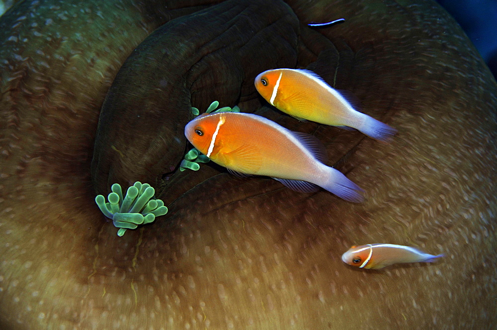 Three pink anemonefish (Amphiprion periderion) share the same host anemone, Pohnpei, Federated States of Micronesia, Caroline Islands, Micronesia, Pacific Ocean, Pacific