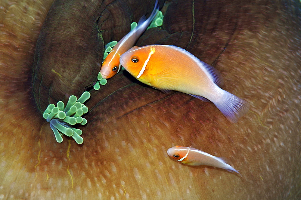 Three pink anemonefish (Amphiprion periderion) share the same host anemone, Pohnpei, Federated States of Micronesia, Caroline Islands, Micronesia, Pacific Ocean, Pacific