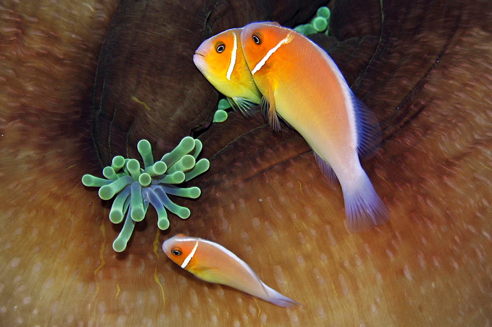 Three pink anemonefish (Amphiprion periderion) share the same host anemone, Pohnpei, Federated States of Micronesia, Caroline Islands, Micronesia, Pacific Ocean, Pacific