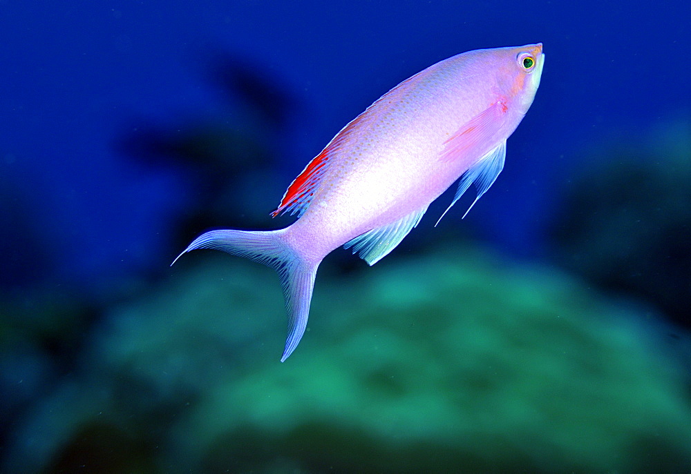 Purple queen anthias (Pseudanthias pascalu), Pohnpei, Federated States of Micronesia, Caroline Islands, Micronesia, Pacific Ocean, Pacific