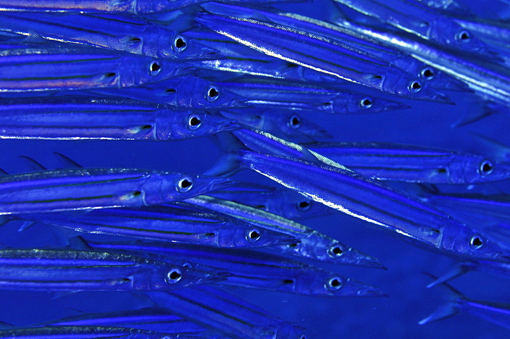 School of bigeye barracuda (Sphyraena forsteri), Pohnpei, Federated States of Micronesia, Caroline Islands, Micronesia, Pacific Ocean, Pacific