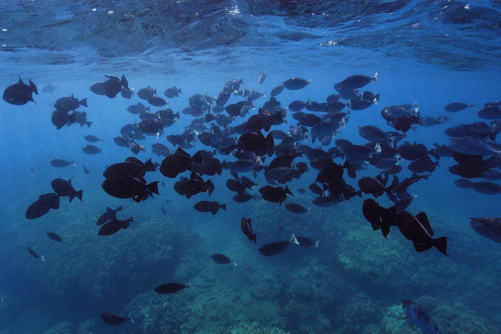 Large school of black triggerfish (Melichthys niger), Hanauma Bay, Oahu, Hawaii, United States of America, Pacific