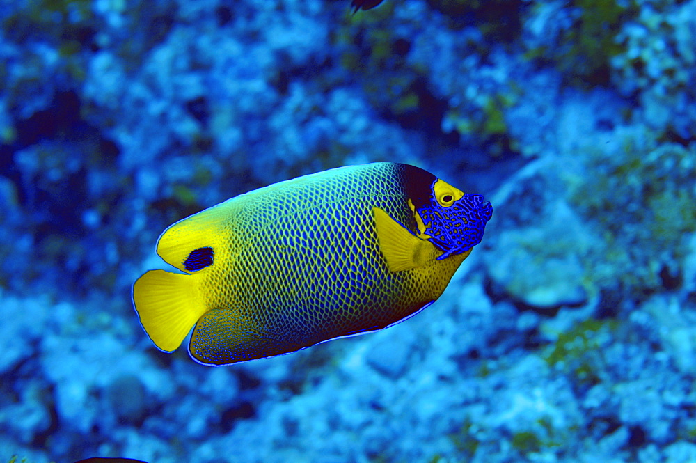 Yellow-mask angelfish (Pomacanthus xanthometopon), Pohnpei, Federated States of Micronesia, Caroline Islands, Micronesia, Pacific Ocean, Pacific