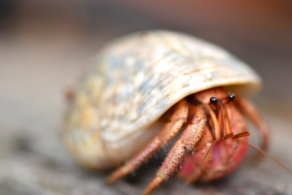 Hermit crab, Pohnpei, Federated States of Micronesia, Caroline Islands, Micronesia, Pacific Ocean, Pacific